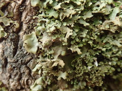 Lobaria asperula