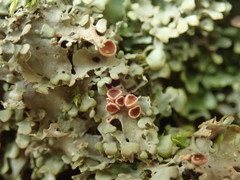 Lobaria asperula