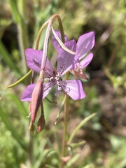 Clarkia modesta