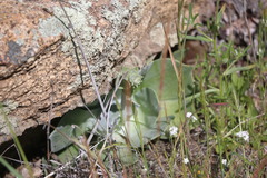 Dudleya arizonica