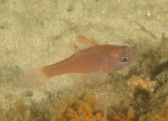 Vincentia novaehollandiae