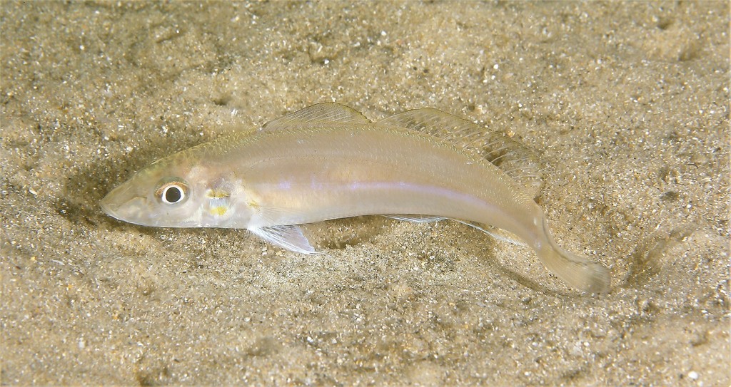 School whiting (Sillago robusta) — Sillaginidae