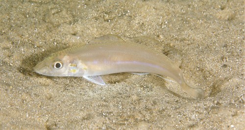 School whiting (Sillago robusta) — Sillaginidae