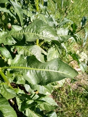 Rumex crispus