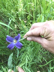 Clematis hirsutissima