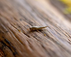 Machiloides