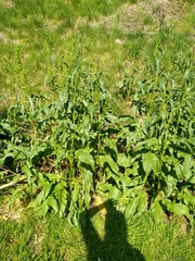 Rumex crispus