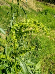 Rumex crispus