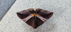 Bastilla fulvotaenia