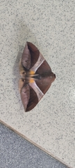 Bastilla fulvotaenia