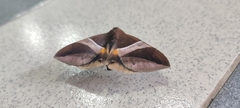 Bastilla fulvotaenia
