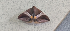 Bastilla fulvotaenia