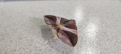 Bastilla fulvotaenia