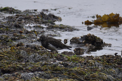 Arenaria melanocephala