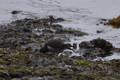 Arenaria melanocephala