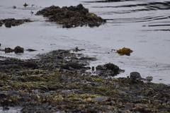 Arenaria melanocephala