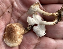 Ripartitella brasiliensis