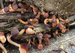 Ripartitella brasiliensis