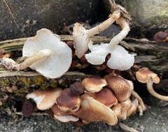 Ripartitella brasiliensis