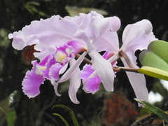 Cattleya