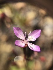 Clarkia modesta
