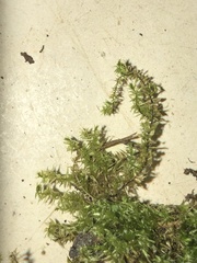 Hygroamblystegium