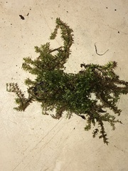 Hygroamblystegium