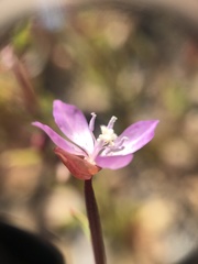 Clarkia modesta
