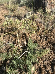 Lomatium canbyi