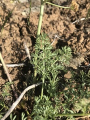 Lomatium canbyi