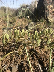 Lomatium canbyi