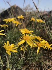 Erigeron linearis