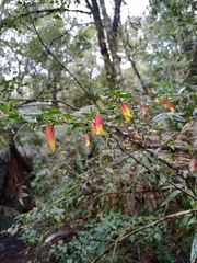 Justicia floribunda