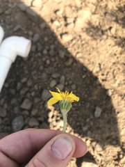 Erigeron linearis