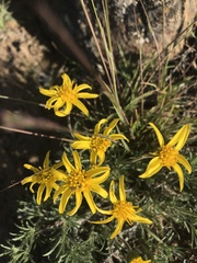 Erigeron linearis