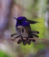 Calypte costae