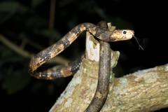 Aplopeltura boa