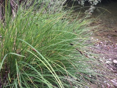 Carex mendocinensis