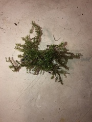 Hygroamblystegium