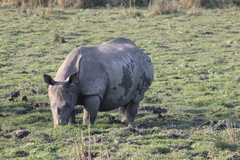 Rhinoceros unicornis