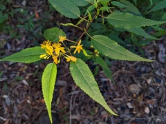 Corchorus cunninghamii