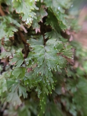 Hymenophyllum flabellatum image
