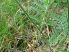 Vicia villosa