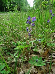 Lupinus perennis
