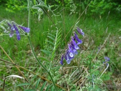 Vicia villosa
