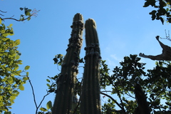 Pilosocereus robinii