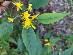 Corchorus cunninghamii