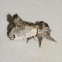 Inguromorpha basalis