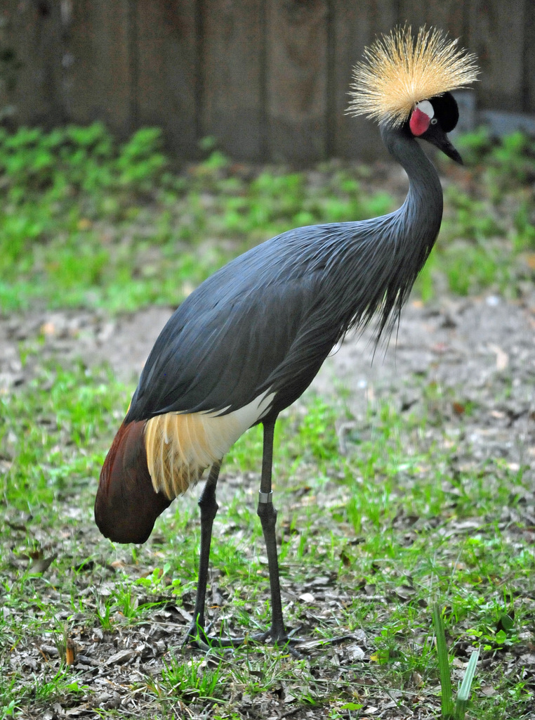 Black Crowned Crane