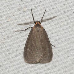 Pagara simplex